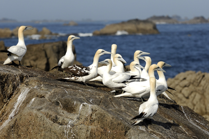 Les fous de Bassan, oiseaux emblématiques de la réserve naturelle des Sept-Iles sur la Côte de Granit Rose